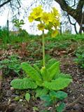 Primula veris
